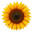Imagine Seeds