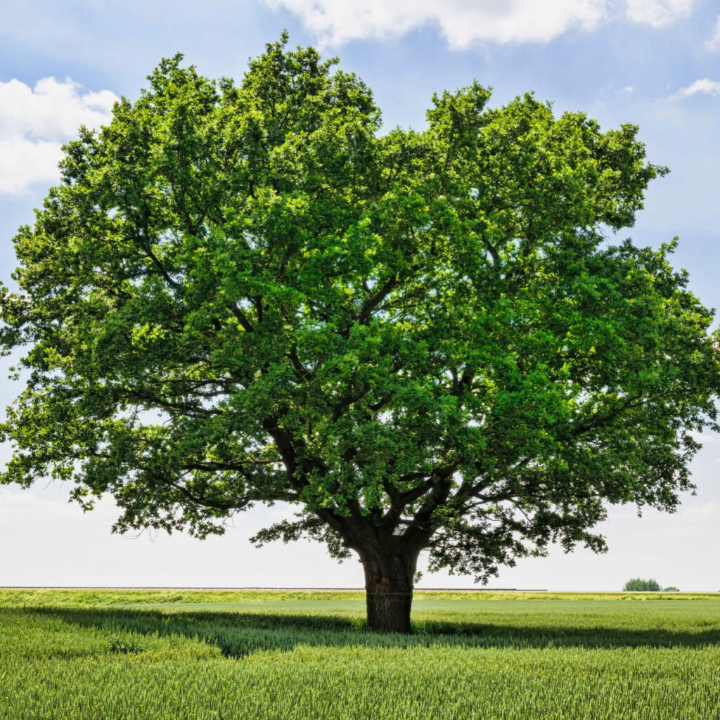 White oak trees from TN Nursery