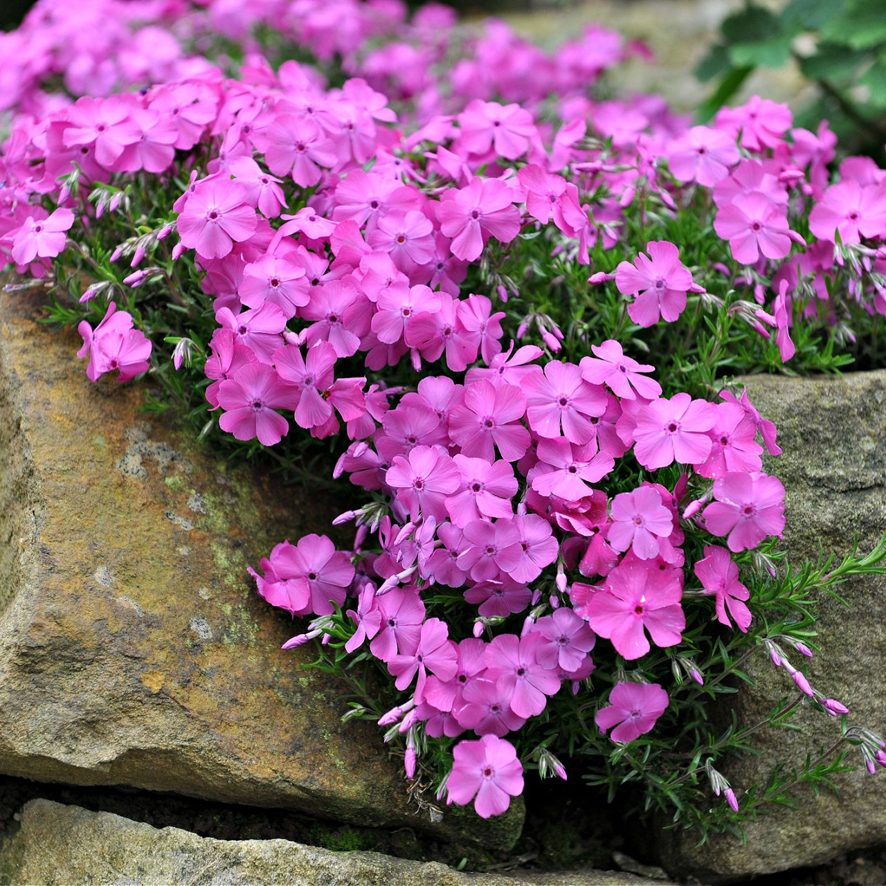 Creeping phlox plants from TN Nursery