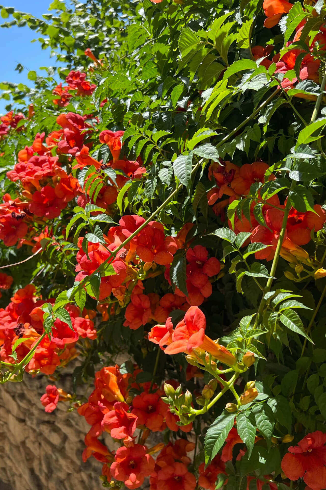 Trumpet vine plants sold by TN Nursery